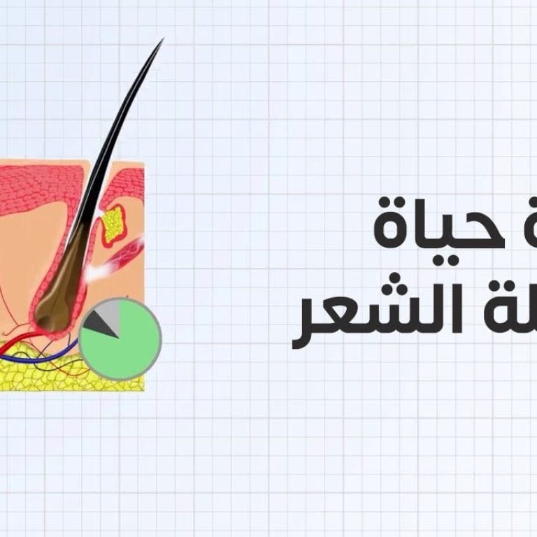 دورة حياة بصيلة الشعر